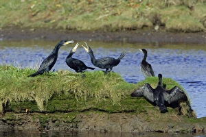 Cormorant - birds squabbling on island in river, River Aln Cormorant - birds squabbling on island in river, River Aln