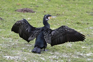 Cormorant - resting on river bank stretching and drying its wings Cormorant - resting on river bank stretching and drying its wings