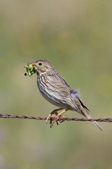 Corn Bunting - adult perching on barbed wire fence with caterpillars in beak Corn Bunting - adult perching on barbed wire fence with caterpillars in beak
