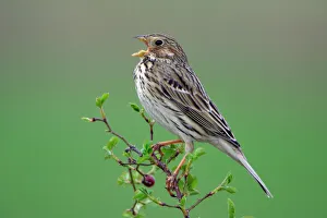 Corn Bunting - singing from rose bush Corn Bunting - singing from rose bush