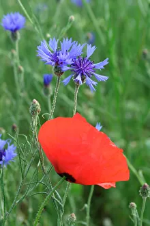 Corn / Field / Red POPPY - with Cornflowers (Centaurea cyanus) in field. Arable weeds Corn / Field / Red POPPY - with Cornflowers (Centaurea cyanus) in field. Arable weeds