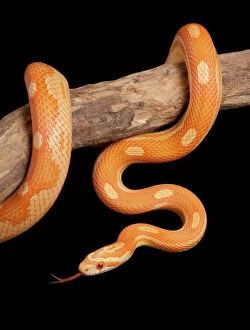 Images Dated 23rd April 2008: Corn / Red Rat Snake - “Crealmsicle motley” mutation - North America