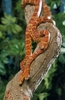 Trunk Collection: Corn Snake - three
