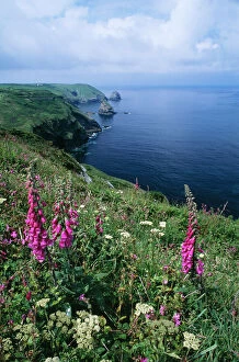 Images Dated 7th July 2005: Corwall - Rad Campion & Foxgloves flowers on the cornish coastal path above Bocastle. UK