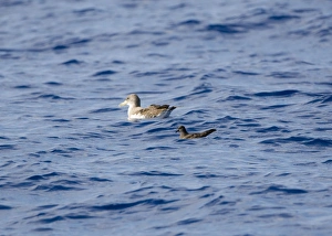 Cory's Shearwater and Bulwer's Petrel (Bulweria bulweri) - on the sea Cory's Shearwater and Bulwer's Petrel (Bulweria bulweri) - on the sea