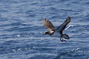 Corys Shearwater - taking off Corys Shearwater - taking off