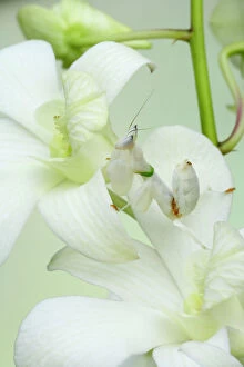 Orchids Gallery: COS-2233