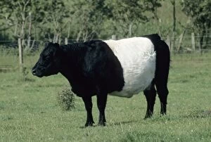 Belted Galloway Gallery: COS-3285