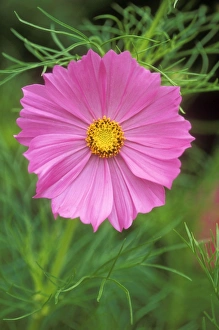 Cosmos Bipinnatus - Psycho'. July flowering Cosmos Bipinnatus - Psycho'. July flowering