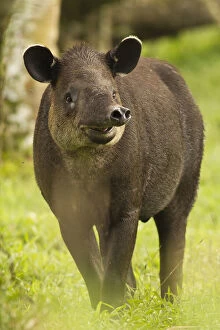 Images Dated 21st March 2011: Costa Rica. Bairdis Tapir (Tapirus bairdii)