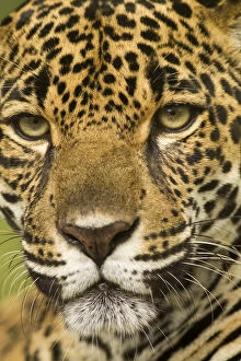 Images Dated 21st March 2011: Costa Rica. Jaguar (Panthera onca) portrait
