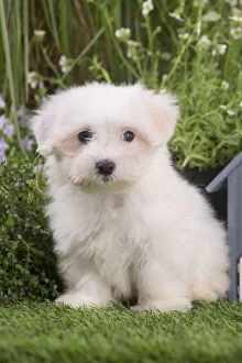 Images Dated 14th August 2018: Coton de Tulear puppy outdoors