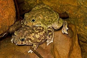 Images Dated 4th July 2009: Couch's Spadefoot - Pair in amplexus