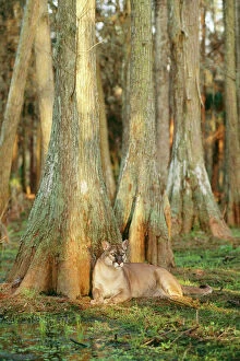 Images Dated 6th October 2009: Cougar ‘Florida Panther TOM 269 Endangered species sitting by tree in swamp cypress, Florida USA