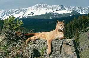 Images Dated 4th January 2005: Cougar / Mountain Lion - Lying on rock Montana, USA