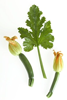 Courgette - with flowers & leaf Courgette - with flowers & leaf