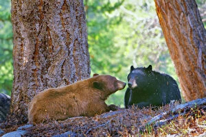A courting pair of black bears (cinnamon or brown color phase is common among black bears)