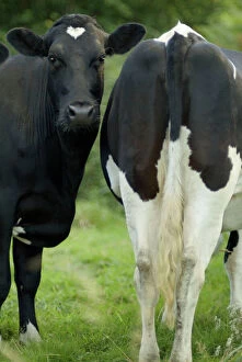 Tails Collection: Cows - Two together nose to tail