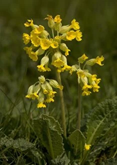 Images Dated 30th April 2005: Cowslip
