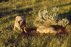 Coyote - & American Badger (Taxidea taxus) co-hunting prey in burrow holes Coyote - & American Badger (Taxidea taxus) co-hunting prey in burrow holes