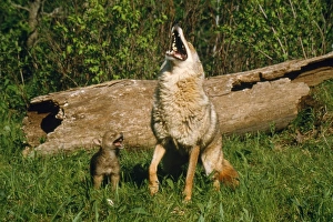 COYOTE - mother and pup howling together COYOTE - mother and pup howling together