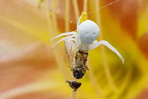 Crab Spider - on Hemerocallis Flower with Hoverfly Prey Misumena vatia Essex, UK IN001190 Date: 21-Jul-19 Crab Spider - on Hemerocallis Flower with Hoverfly Prey Misumena vatia Essex, UK IN001190 Date: 21-Jul-19