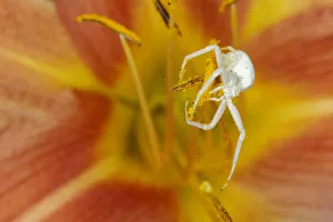 Crab Spider - on Hemerocallis Flower Misumena vatia Essex, UK IN001184 Date: 21-Jul-19 Crab Spider - on Hemerocallis Flower Misumena vatia Essex, UK IN001184 Date: 21-Jul-19