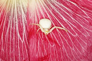 Crab Spider - in Hollyhock Flower Misumena vatia Essex, UK IN001157 Date: 11-Jul-19 Crab Spider - in Hollyhock Flower Misumena vatia Essex, UK IN001157 Date: 11-Jul-19