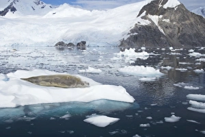 Crabeater Seal - on ice floes with snow capped mountains in background Crabeater Seal - on ice floes with snow capped mountains in background