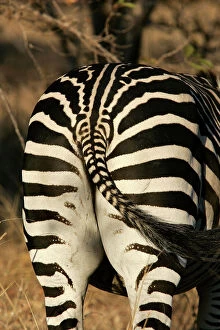Tails Collection: Crawshay's Zebra - bottom. South Luangwa Valley National Park - Zambia - Africa