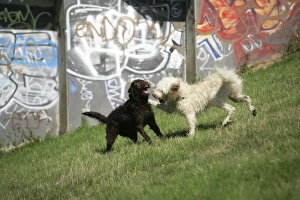 Cream labradoodle + Chocolate labradoodle in field with wall of graffiti behind Cream labradoodle + Chocolate labradoodle in field with wall of graffiti behind