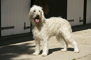 Cream labradoodle infront of stable Cream labradoodle infront of stable