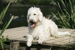 Cream labradoodle lying on wooden platform Cream labradoodle lying on wooden platform