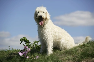 Cream labradoodle sitting in field Cream labradoodle sitting in field