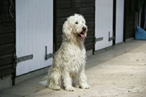 Cream labradoodle sitting in front of stables