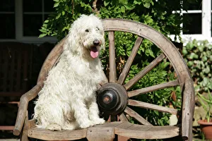Cream labradoodle sitting on wooden chair Cream labradoodle sitting on wooden chair