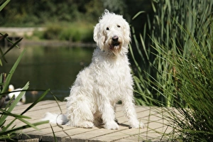 Cream labradoodle sitting on wooden platform Cream labradoodle sitting on wooden platform