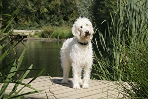 Cream labradoodle standing on wooden platform Cream labradoodle standing on wooden platform