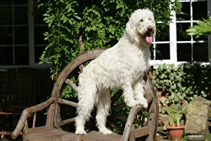 Cream labradoodle on wooden chair Cream labradoodle on wooden chair