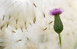 Wind Seed Dispersal of Thistle