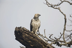 Crested / Changeable Hawk-Eagle - on a dead tree by the Kosi River Crested / Changeable Hawk-Eagle - on a dead tree by the Kosi River