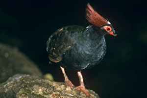 Crested Green Wood Partridge - male Crested Green Wood Partridge - male