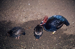 Crested Green Wood Partridge - male with chicks Crested Green Wood Partridge - male with chicks
