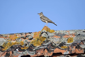 Crested Lark - perched on roof singing Crested Lark - perched on roof singing