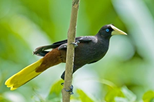 Crested Oropendola - on branch showing underside Crested Oropendola - on branch showing underside