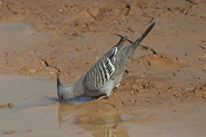 Crested Pigeon - Drinking at a drying pool Crested Pigeon - Drinking at a drying pool