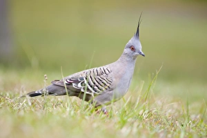 Crested Pigeon - Groundlevel image Crested Pigeon - Groundlevel image