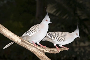 Crested Pigeons - pair wait near a bird feeder for their early morning feed Crested Pigeons - pair wait near a bird feeder for their early morning feed