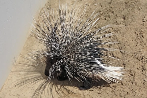 Crested Porcupine - with quills raised in defense position Crested Porcupine - with quills raised in defense position