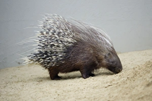 Crested Porcupine - with quills semi-raised in defense position Crested Porcupine - with quills semi-raised in defense position